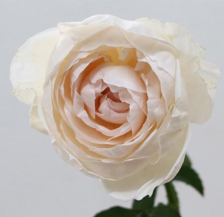 炎タイプＡＲ バラ売り可能 スプレー品種 | 品種カテゴリー | ローズマート出荷組合 | 渥美半島の