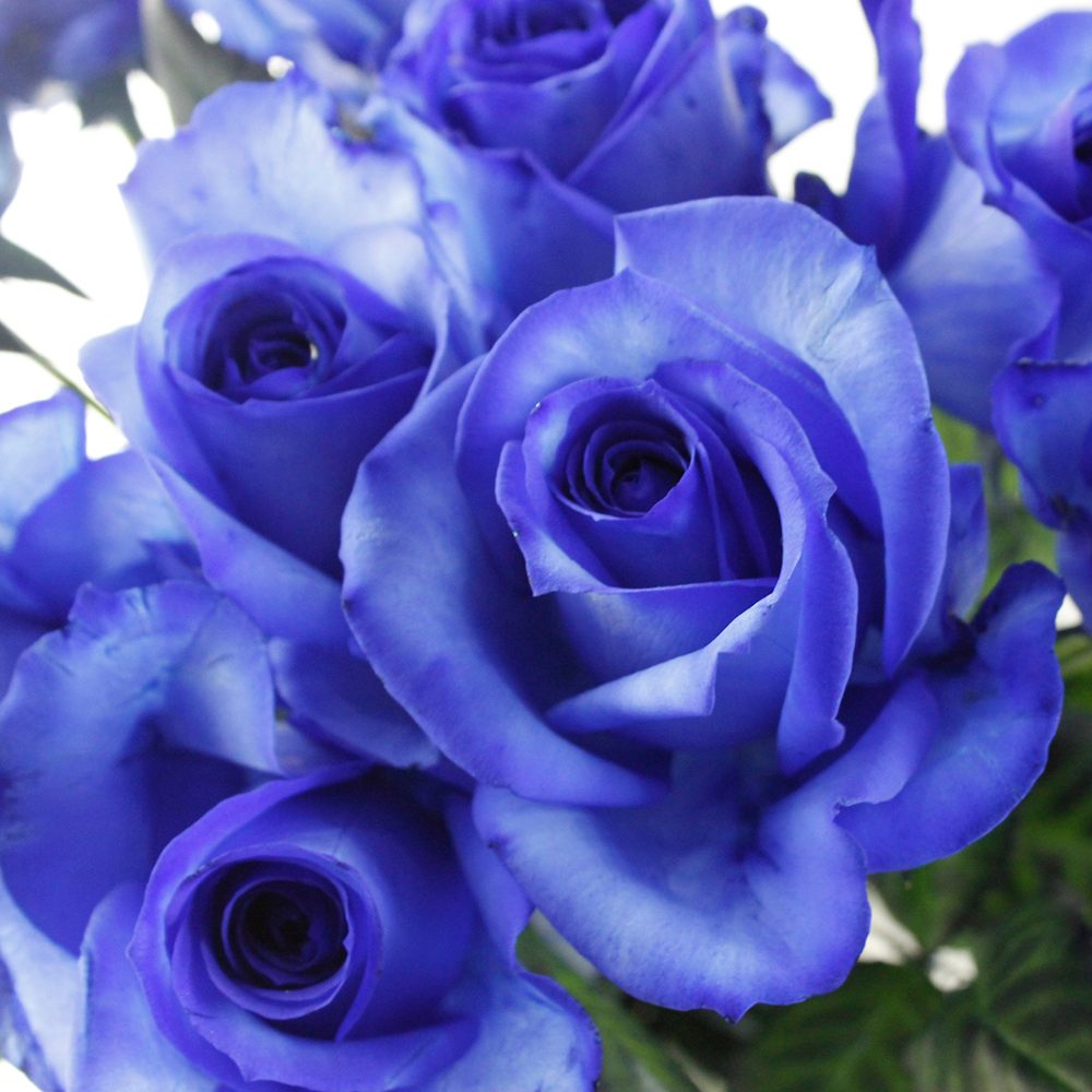 生花 バラ アバランシェロイヤルブルー 濃い青染め 50cm 通販 はなどんやアソシエ 生花 バラ アバランシェロイヤルブルー 濃い青染め 50cm 通販 はなどんやアソシエ