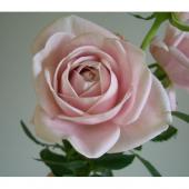 トモフラHotsale【直前】バラ クレア(ピンク) - 花材通販はなどんや