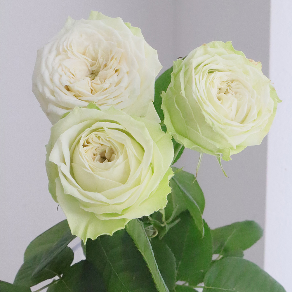 生花 バラ ヤギグリーン グリーン ロゼット咲き 40cm程度 Ita 今週のオトク 少量入荷 通販 はなどんやアソシエ 生花 バラ ヤギグリーン グリーン ロゼット咲き 40cm程度 Ita 今週のオトク 少量入荷 通販 はなどんやアソシエ