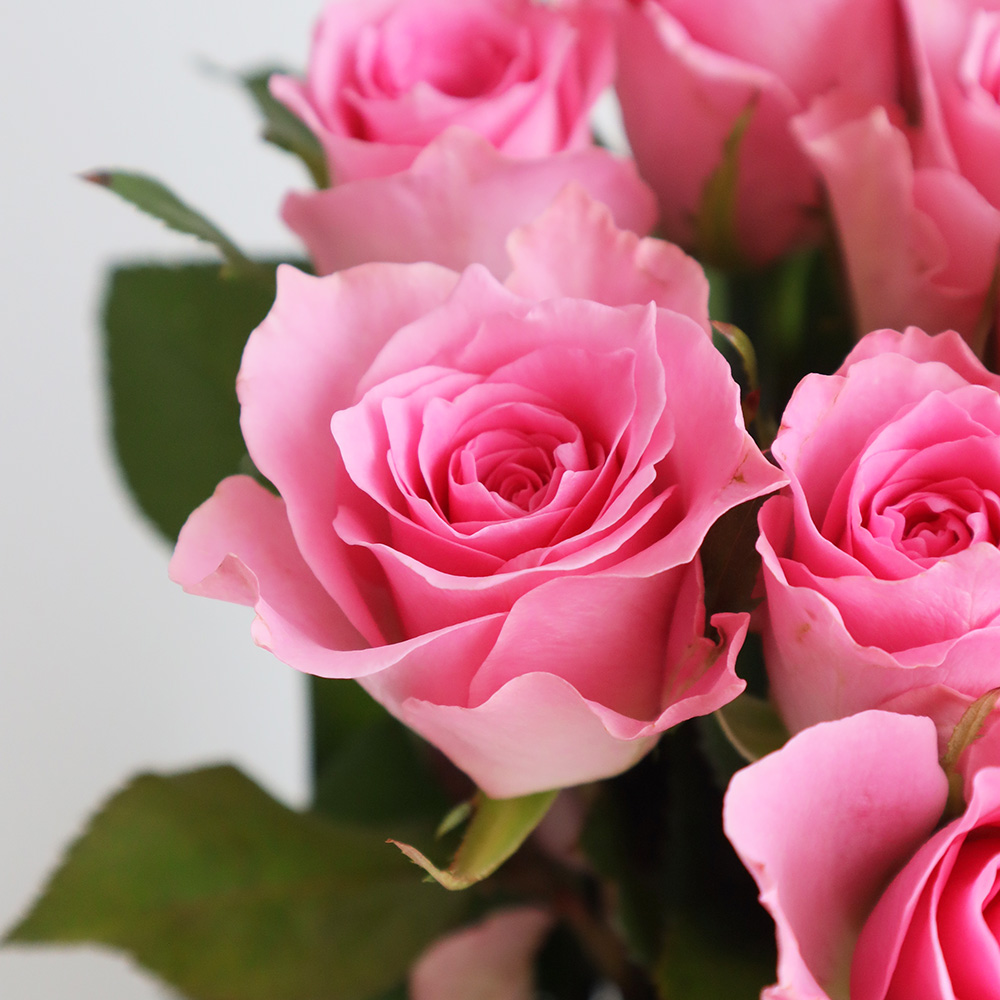 生花 バラ ブロッサムピンク 通販 はなどんやアソシエ 生花 バラ ブロッサムピンク 通販 はなどんやアソシエ