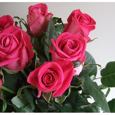生花 バラ ボヌール 濃いピンク 通販 はなどんやアソシエ 生花 バラ ボヌール 濃いピンク 通販 はなどんやアソシエ