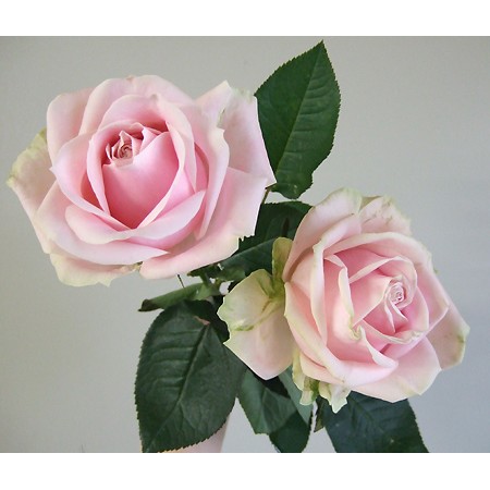 直前0411】【生花】バラ スイートアバランシェ(40センチ):今週のオトク