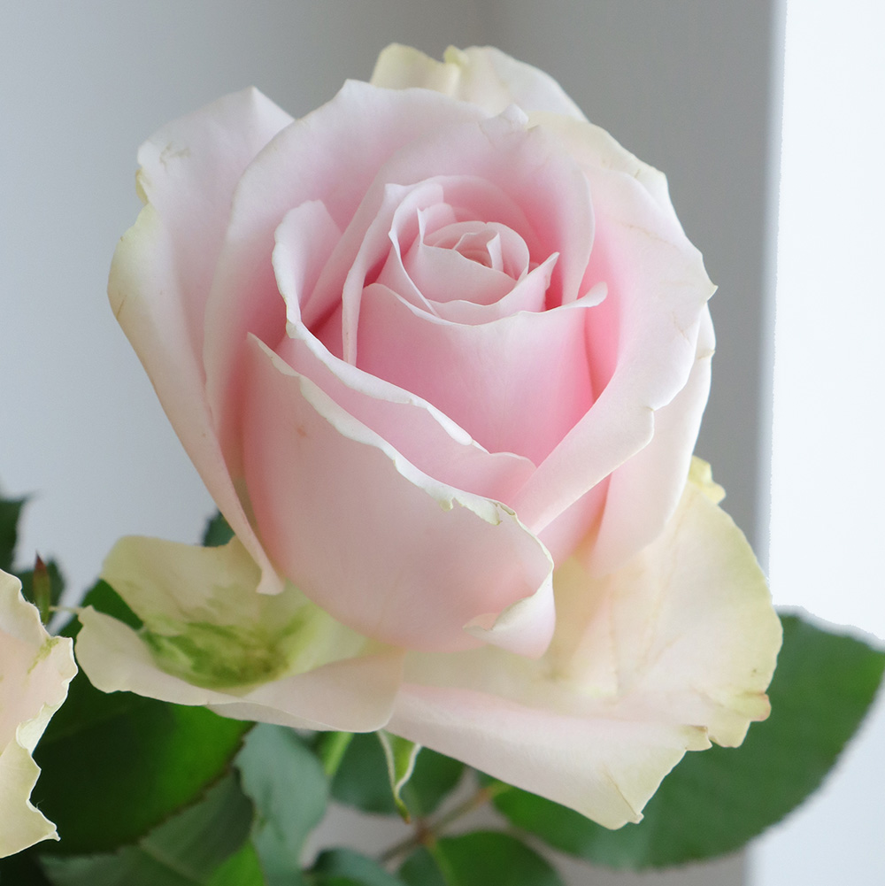 生花】バラ スイートアバランシェ(淡ピンク)□今週のオトク【IT-23