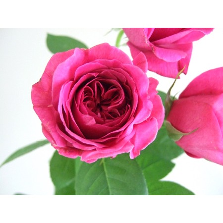 生花 大井農園 イングリッシュローズ ウィリアムシェイクスピア00 入荷少量 通販 はなどんやアソシエ 生花 大井農園 イングリッシュローズ ウィリアムシェイクスピア00 入荷少量 通販 はなどんやアソシエ