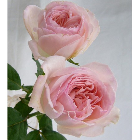 雑誌で紹介された 夏の浪漫単 銀の薔薇のノスタルジー ソックス Hlt No