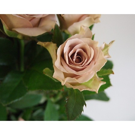 アムネシア 花言葉 アムネシア 花言葉 アムネシア 花言葉 アムネシア 花言葉