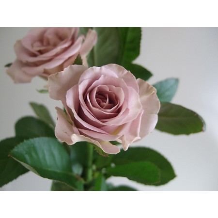 生産終了 バラ アムネシア 通販 はなどんやアソシエ 生産終了 バラ アムネシア 通販 はなどんやアソシエ