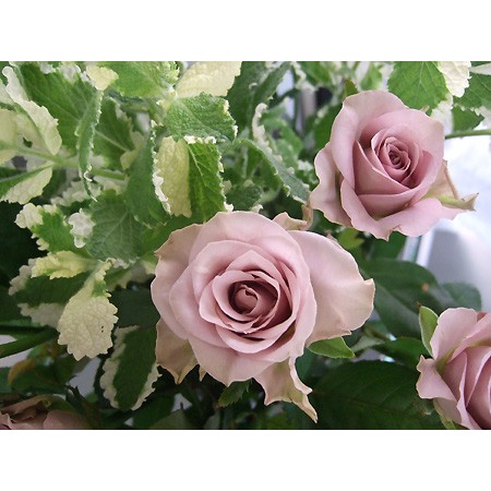 アムネシア 花言葉 アムネシア 花言葉 アムネシア 花言葉 アムネシア 花言葉