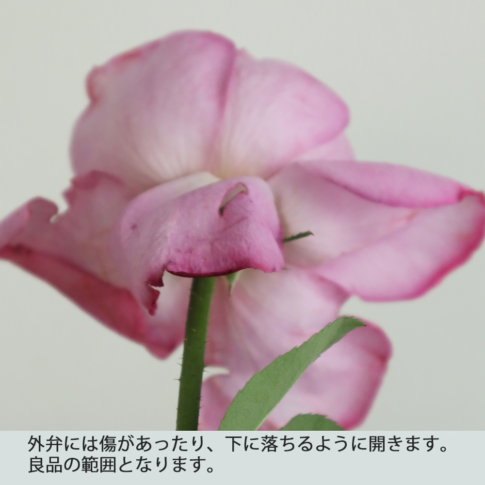 生花 バラ イブピアッチェ 濃いピンク 通販 はなどんやアソシエ 生花 バラ イブピアッチェ 濃いピンク 通販 はなどんやアソシエ