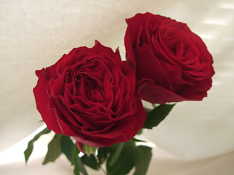 生花 バラ アマダ 通販 はなどんやアソシエ 生花 バラ アマダ 通販 はなどんやアソシエ