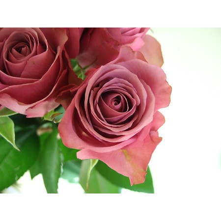 【直前0130!】バラ　ミステリアス(ピンクパープル)