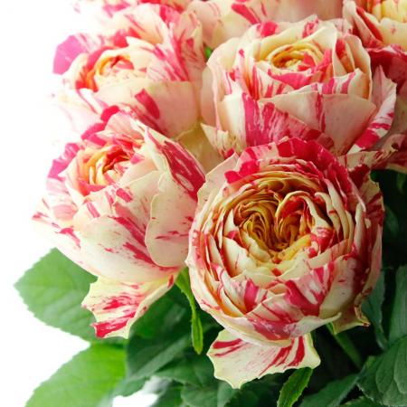 08直前SE】バラ パーティラナンキュラ(60cm)【生花】 - 花材通販はなど