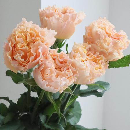 【08直前!】バラ　ラ・カンパネラ(フルブルームタイプ)　佐賀県【生花】