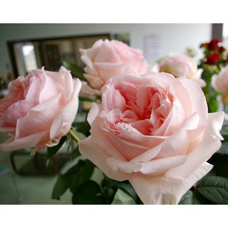 直前0406 生花 バラ レディチャペル 淡ピンク カップ咲き 通販 はなどんやアソシエ 直前0406 生花 バラ レディチャペル 淡ピンク カップ咲き 通販 はなどんやアソシエ