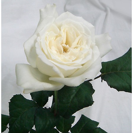 生花 バラ シェドゥーブル 白 60cm 早締切 74 オキツr 通販 はなどんやアソシエ 生花 バラ シェドゥーブル 白 60cm 早締切 74 オキツr 通販 はなどんやアソシエ