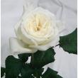 【直前】バラ　シェドゥーブル(白)秀60cm 【生花】