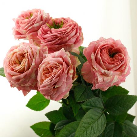 【生花】バラ　ピンクラナンキュラフルブルーム　50cm-【早締切-74】