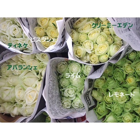 生花 ボリューム割引 バラ アバランシェ 白 40cm程度 静岡 今週のオトク 通販 はなどんやアソシエ