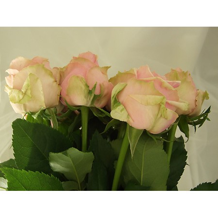 直前】バラ カリーロチェリー(ピンク) - 花材通販はなどんやアソシエ