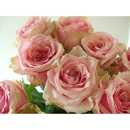 直前】バラ カリーロチェリー(ピンク) - 花材通販はなどんやアソシエ