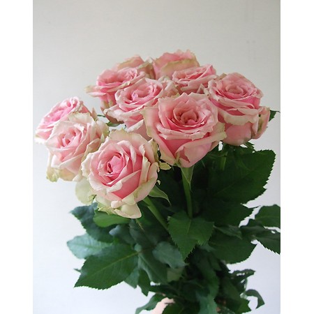 直前】バラ カリーロチェリー(ピンク) - 花材通販はなどんやアソシエ