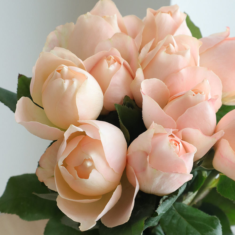 生花 バラ アプリコットファンデーション 40cm程度 通販 はなどんやアソシエ 生花 バラ アプリコットファンデーション 40cm程度 通販 はなどんやアソシエ