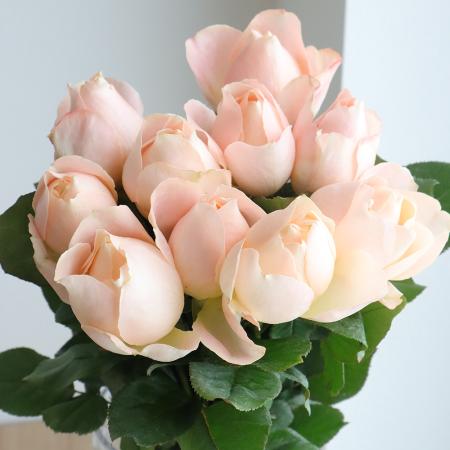 【直前】40cm程度　バラ　アプリコットファンデーション　【生花】