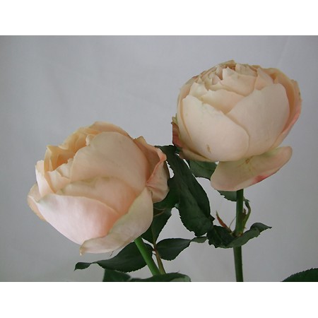 【直前!】40cm程度　バラ　アプリコットファンデーション