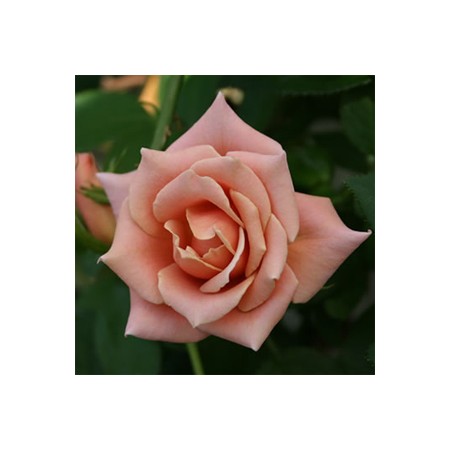 生花 Spotspecial 初入荷 バラ エルミタージュ 通販 はなどんやアソシエ 生花 Spotspecial 初入荷 バラ エルミタージュ 通販 はなどんやアソシエ