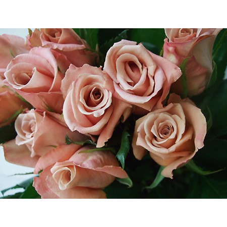 生花 Spotspecial 初入荷 バラ エルミタージュ 通販 はなどんやアソシエ 生花 Spotspecial 初入荷 バラ エルミタージュ 通販 はなどんやアソシエ