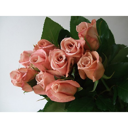 生花 Spotspecial 初入荷 バラ エルミタージュ 通販 はなどんやアソシエ 生花 Spotspecial 初入荷 バラ エルミタージュ 通販 はなどんやアソシエ