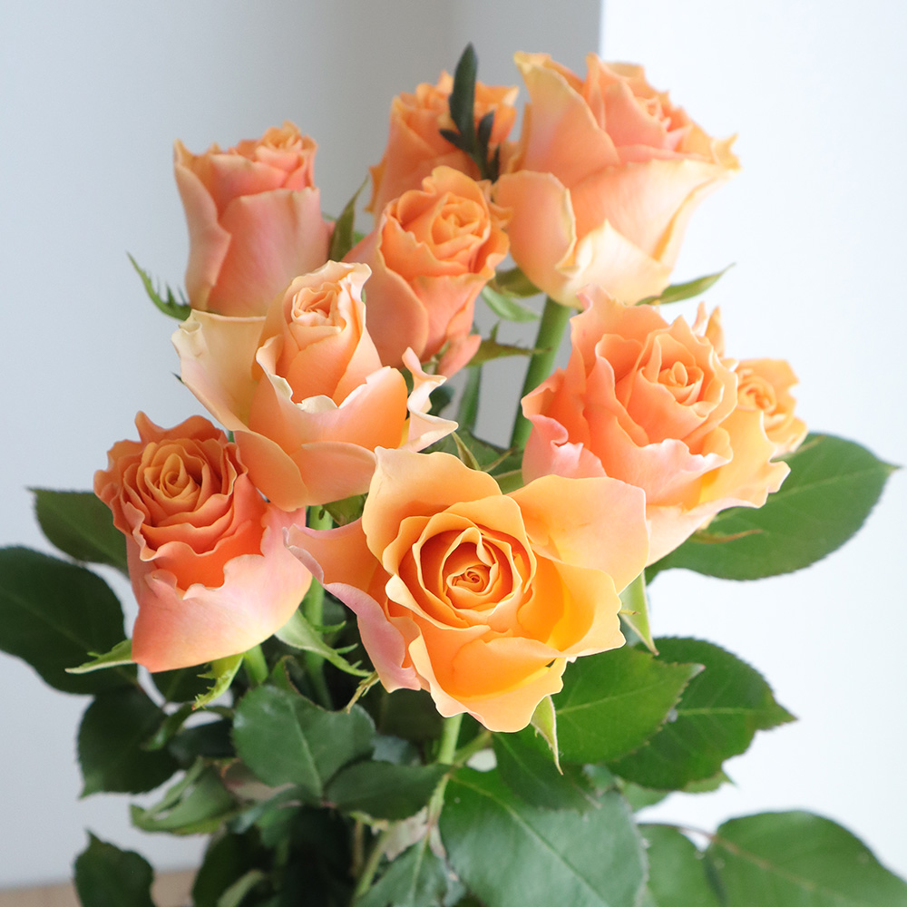 生花 バラ カルピデューム オレンジ 通販 はなどんやアソシエ 生花 バラ カルピデューム オレンジ 通販 はなどんやアソシエ