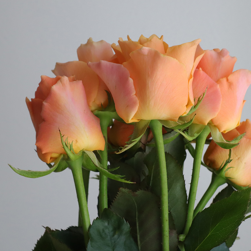 生花 バラ カルピデューム オレンジ 通販 はなどんやアソシエ 生花 バラ カルピデューム オレンジ 通販 はなどんやアソシエ