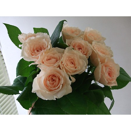 08直前!】バラ ヒカル(ピンク・カップ咲)☆ オキツローズ60cm - 花材