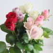 【生花】安間バラ園おまかせバラミックス　50cm【FJ】