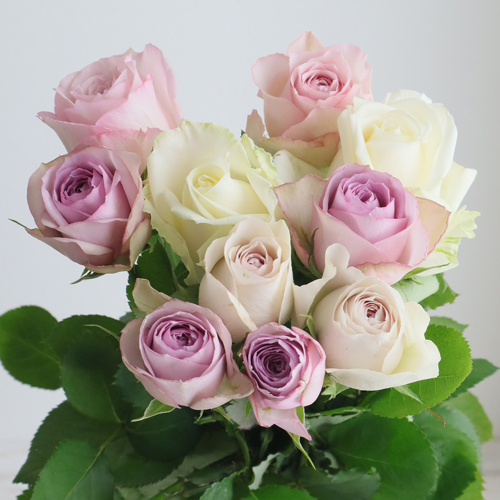 【生花】金田バラ園のバラ(ホワイト&ラベンダーミックス)40cm 愛知県【OT】