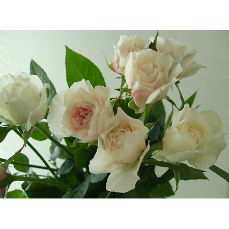 直前】バラ シェリル(ごく淡いピンク〜白) - 花材通販はなどんやアソシエ