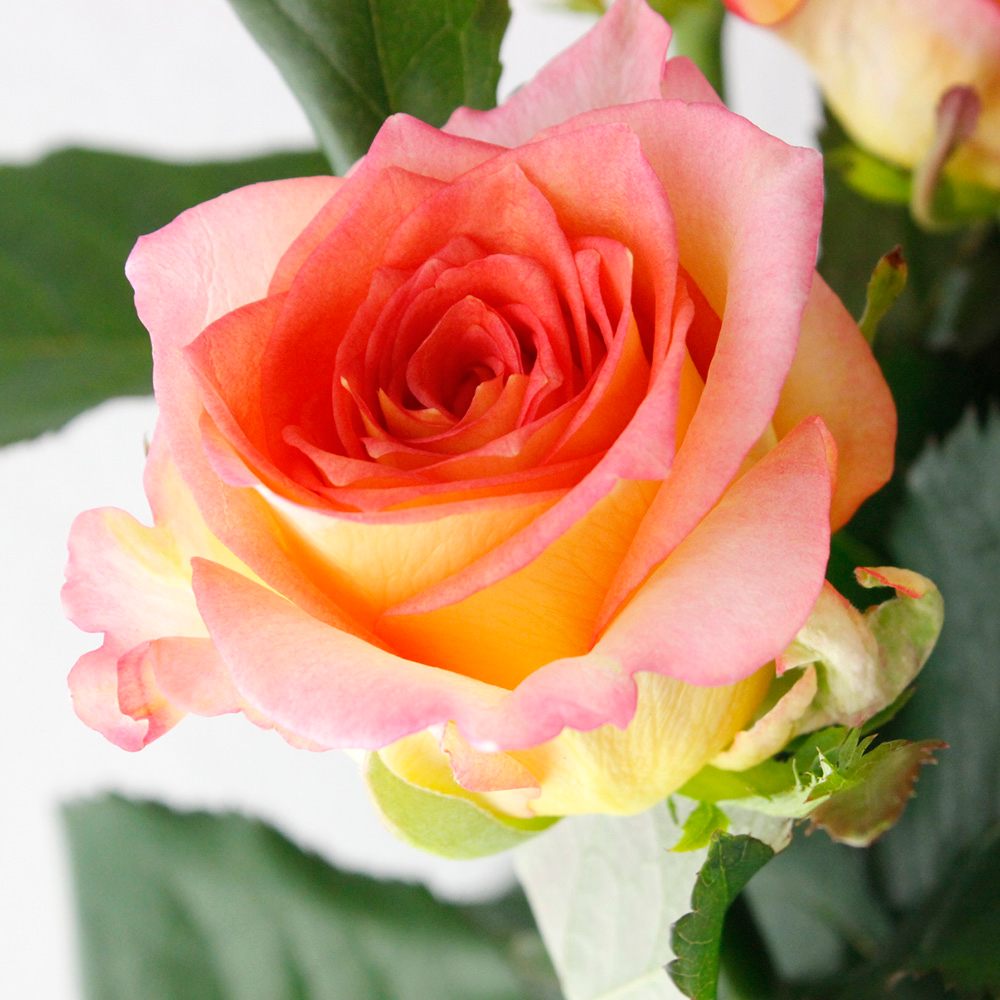 生花】バラおまかせ オレンジ 30cm程度 - 花材通販はなどんや