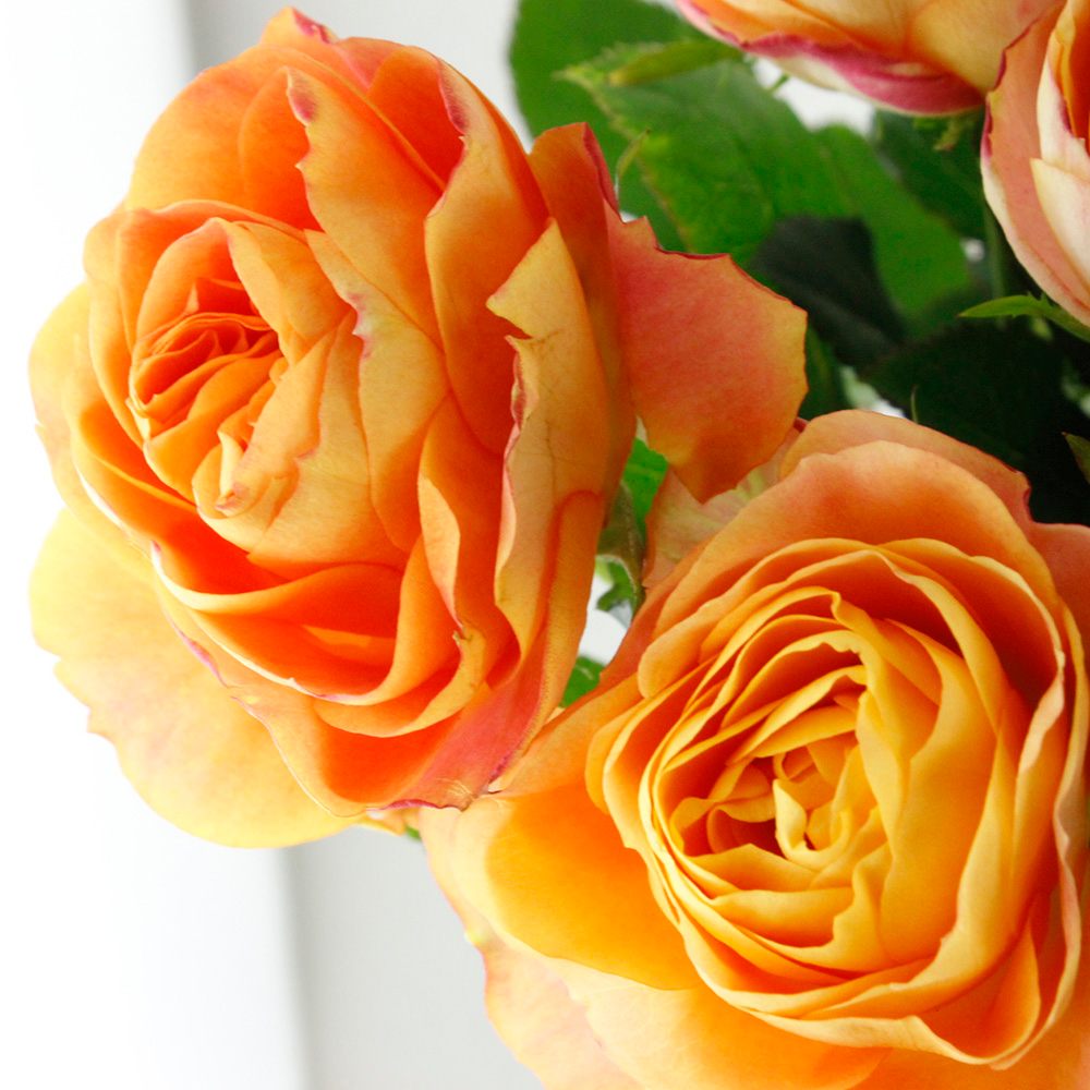 ★ペリロコ★ バラ(^^) 直前!!】バラ ヘリオスロマンチカ(オレンジ)【生花】 - 花材通販はなど