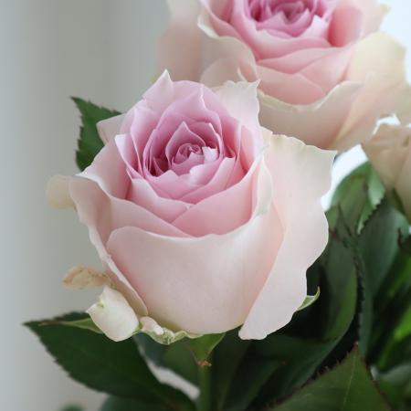 生花 バラ リメンブランス 淡いピンク 通販 はなどんやアソシエ 生花 バラ リメンブランス 淡いピンク 通販 はなどんやアソシエ
