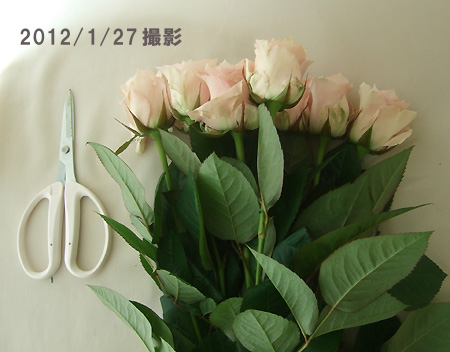 生花 バラ リメンブランス 淡いピンク 通販 はなどんやアソシエ 生花 バラ リメンブランス 淡いピンク 通販 はなどんやアソシエ