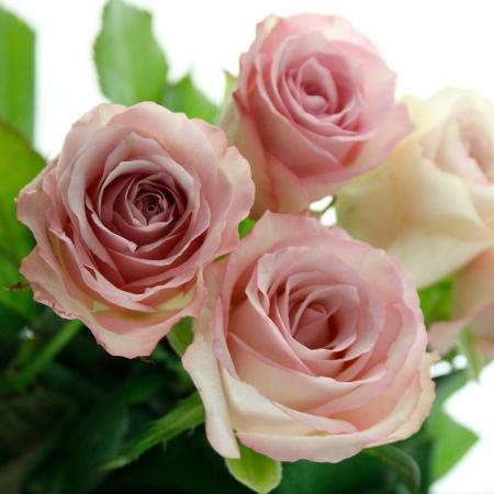 生花】バラ ラプソディー(ピンクラベンダー)□今週のオトク【IT-23