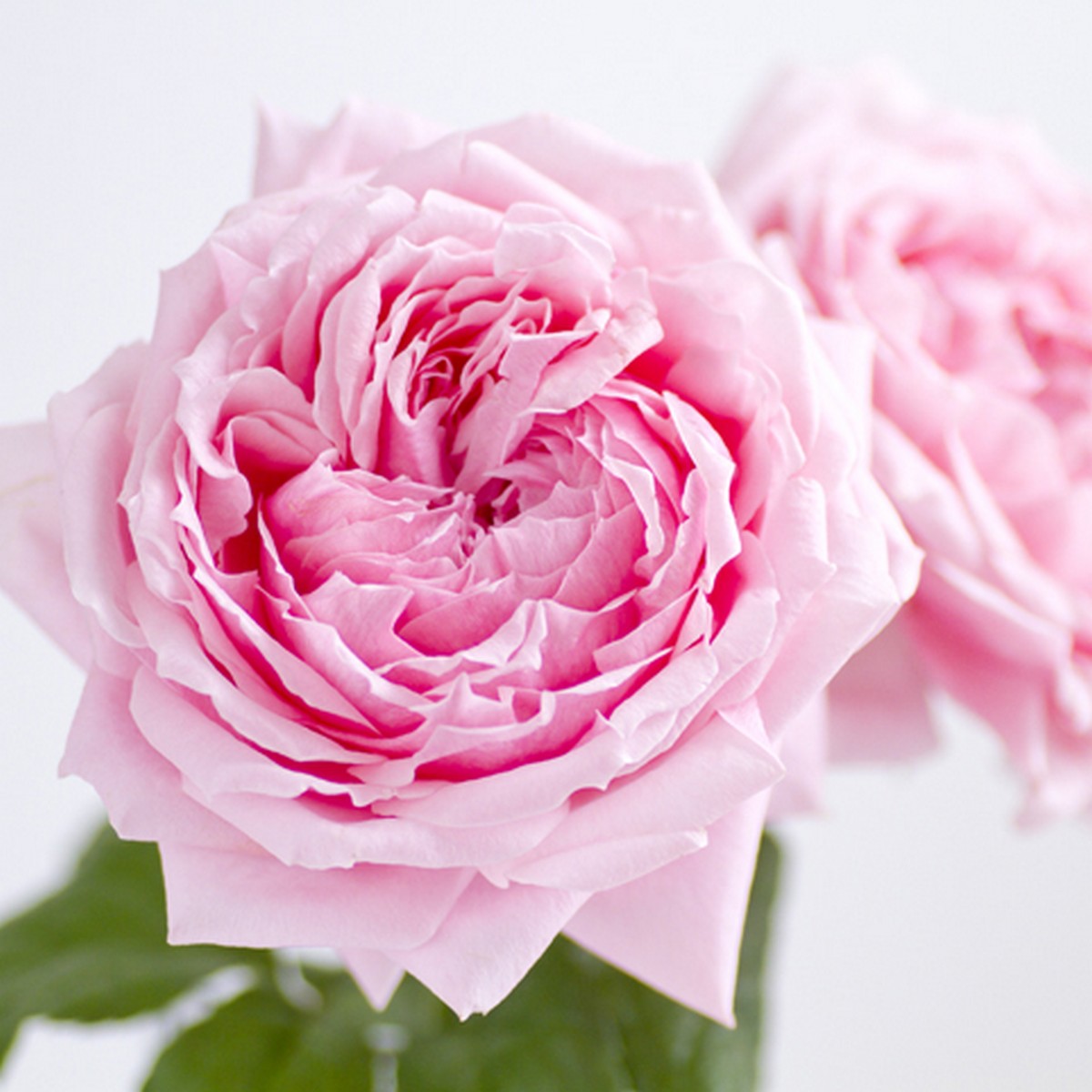 08直前!!】バラ ファンシードレス(ピンク)60cm 前橋バラ組合 - 花材