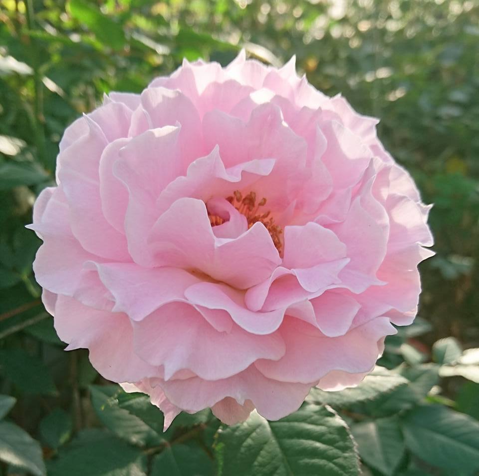 直前 大井農園 バラ ラ マリエ 淡いピンク 生花 通販 はなどんやアソシエ 直前 大井農園 バラ ラ マリエ 淡いピンク 生花 通販 はなどんやアソシエ