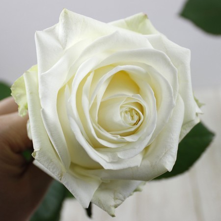 直前!!】バラ アヴァランチェ+ クニエダ株式会社 【生花】 - 花材通販