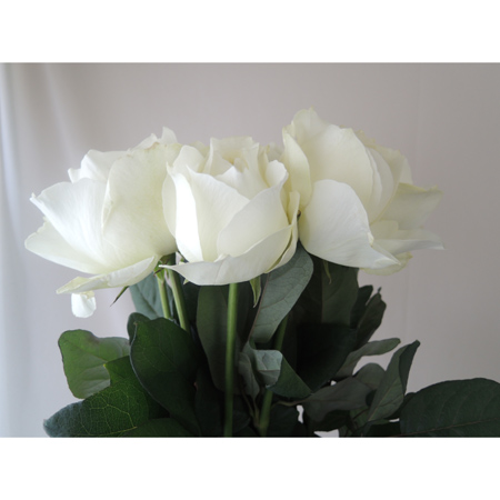 直前!】バラ シャインホワイト(白カップ咲き)50cm 【生花】 - 花材通販