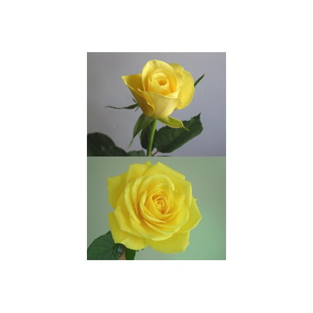 直前 生花 バラおまかせ 60cm以上指定 黄色 ゴールドラッシュなど 通販 はなどんやアソシエ 直前 生花 バラおまかせ 60cm以上指定 黄色 ゴールドラッシュなど 通販 はなどんやアソシエ