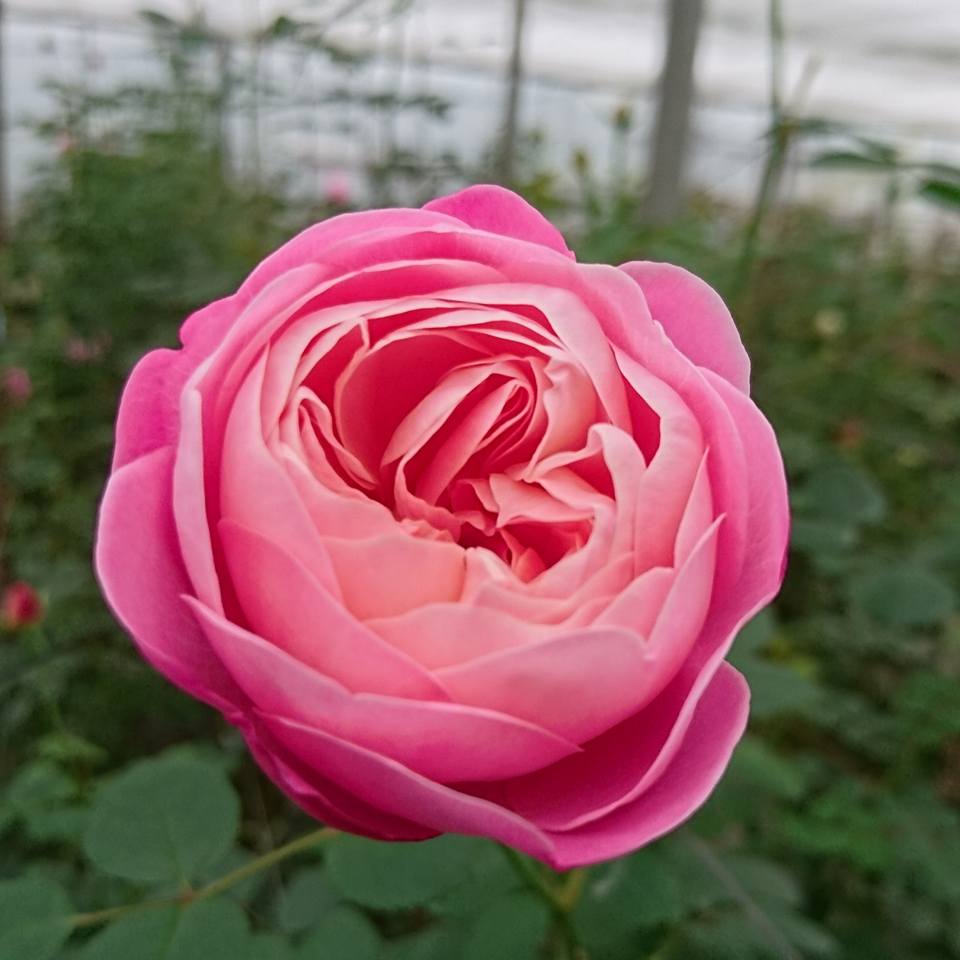 【直前】【生花】大井農園　バラ　夢あかり(モナムール)