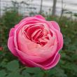 【直前】【生花】大井農園　バラ　夢あかり(モナムール)